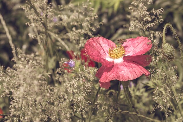 写真 ピンクの花の植物のクローズアップ