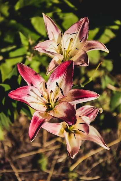 写真 ピンクの花を ⁇ かせる植物のクローズアップ