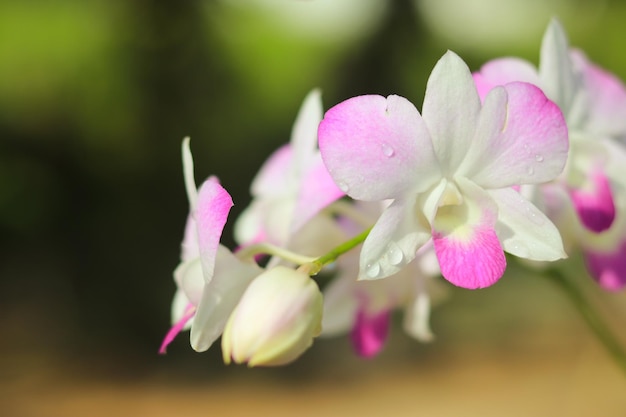 写真 ピンクの花の植物のクローズアップ