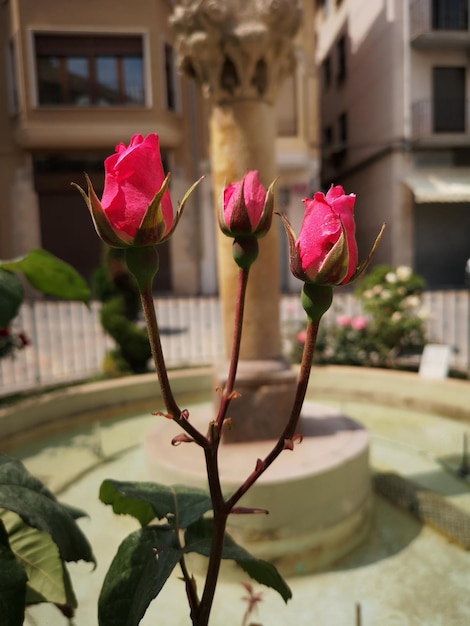 사진 분홍색 꽃 이 피는 식물 의 근접 사진