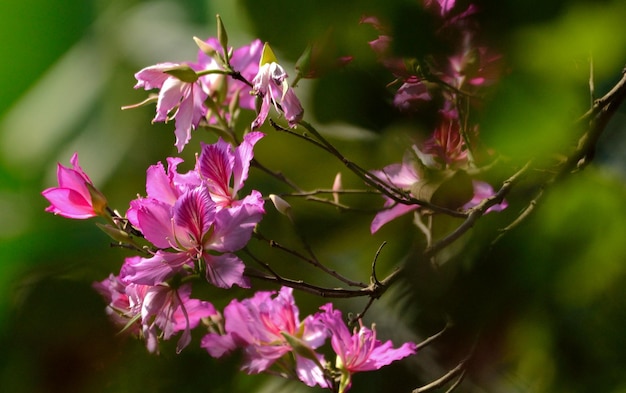 写真 ピンクの花の植物のクローズアップ