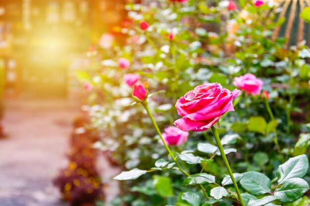 写真 ピンクの花の植物のクローズアップ