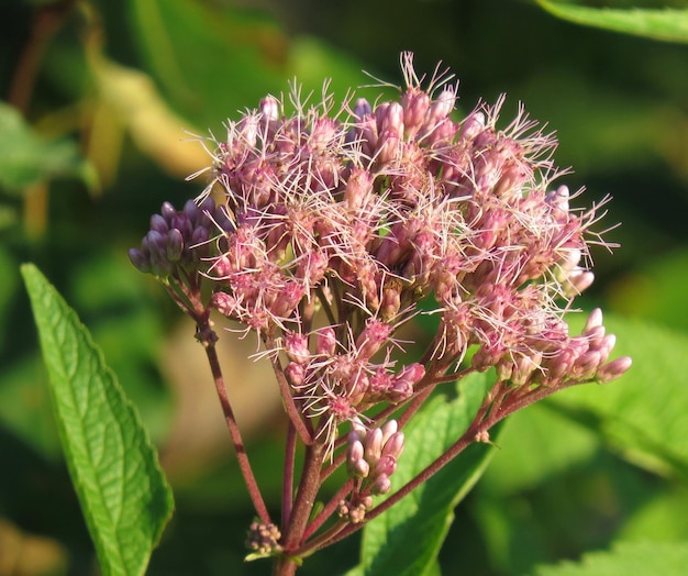 写真 ピンクの花の植物のクローズアップ