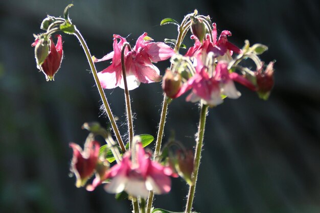 写真 ピンクの花の植物のクローズアップ