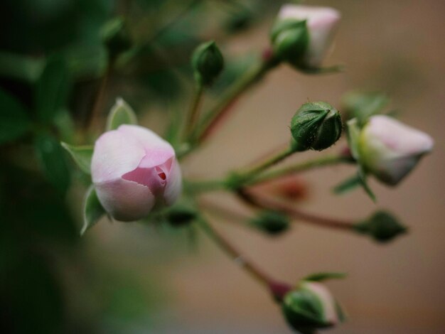 写真 ピンクの花の植物のクローズアップ