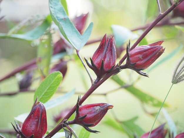 写真 ピンクの花の植物のクローズアップ