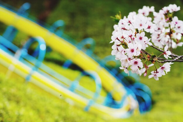 写真 ピンクの花の植物のクローズアップ