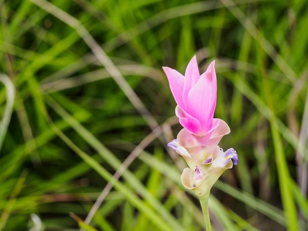 写真 ピンクの花の植物のクローズアップ