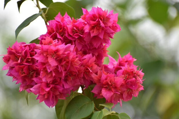 Фото Близкий план розового цветущего растения