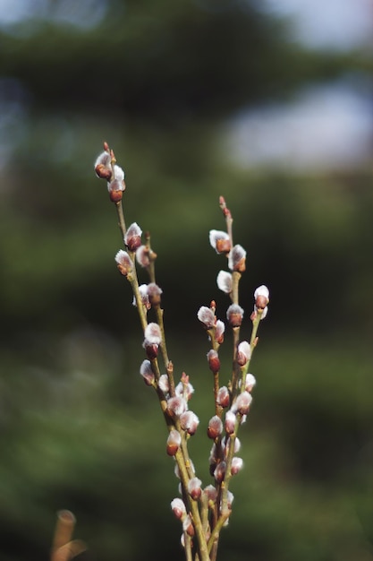 写真 ピンクの花の植物のクローズアップ