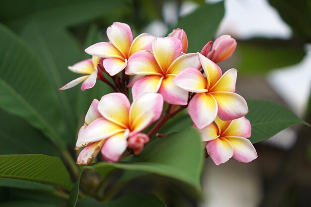 写真 ピンクの花の植物のクローズアップ