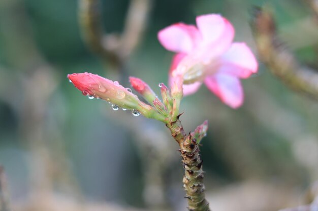 写真 ピンクの花の植物のクローズアップ