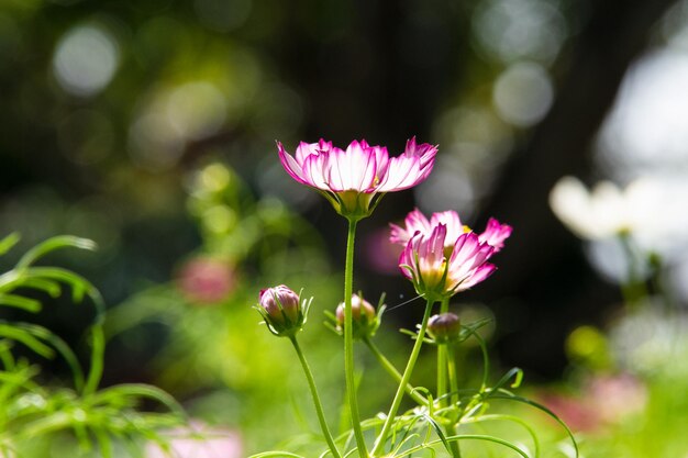 写真 ピンクの花の植物のクローズアップ