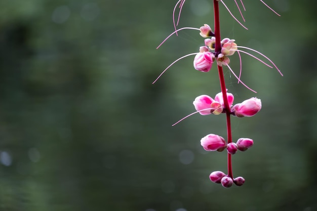 写真 ピンクの花の植物のクローズアップ