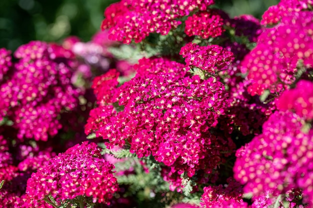 写真 ピンクの花の植物のクローズアップ