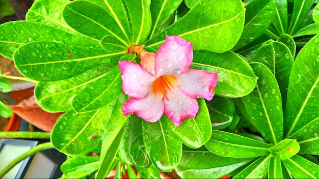 写真 ピンクの花を ⁇ かせる植物のクローズアップ