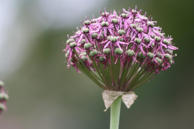 写真 ピンクの花の植物のクローズアップ