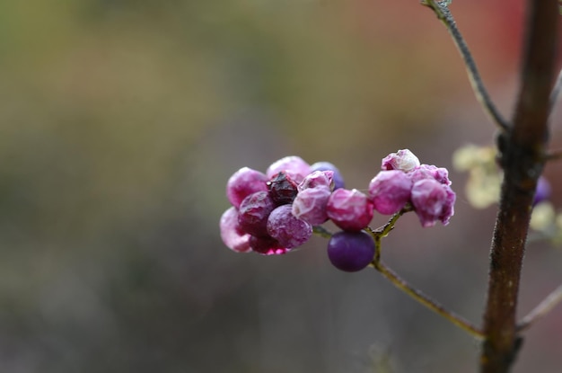 写真 ピンクの花の植物のクローズアップ