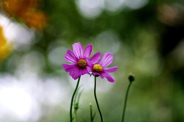 写真 ピンクの花の植物のクローズアップ