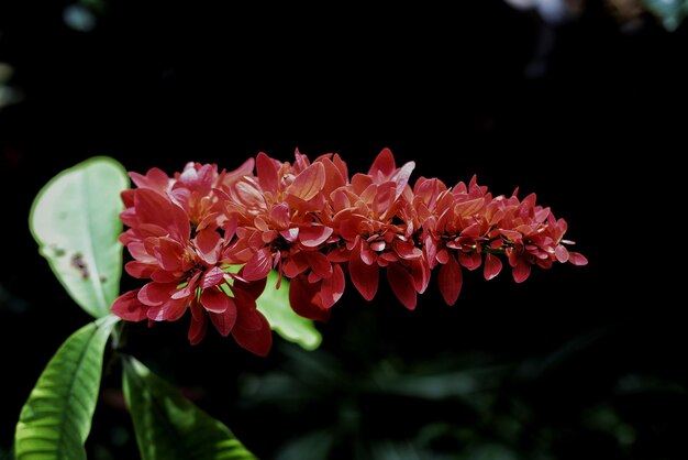 写真 ピンクの花の植物のクローズアップ