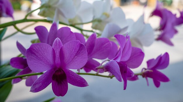 写真 ピンクの花を ⁇ かせる植物のクローズアップ