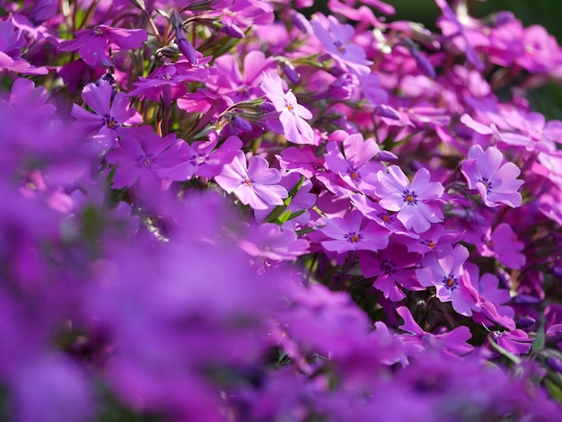 写真 ピンクの花の植物のクローズアップ