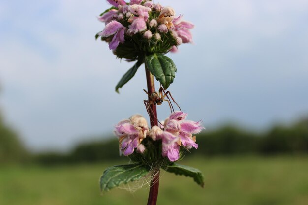 写真 ピンクの花の植物のクローズアップ