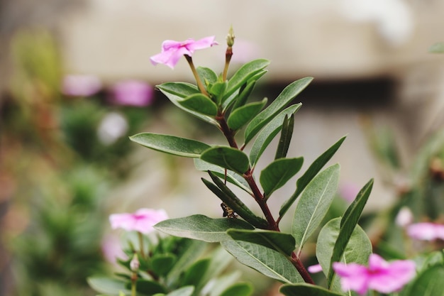 写真 ピンクの花の植物のクローズアップ