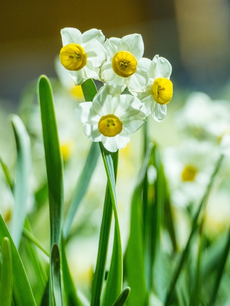 写真 ピンクの花の植物のクローズアップ