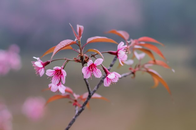 写真 ピンクの花の植物のクローズアップ