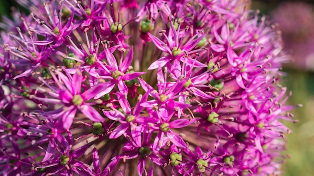 写真 ピンクの花の植物のクローズアップ