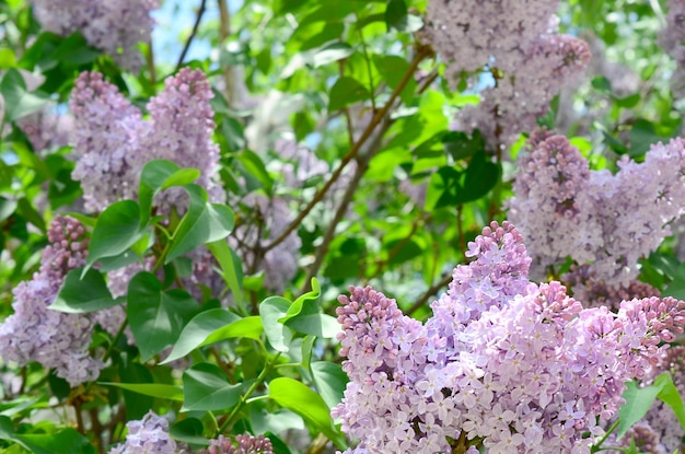 写真 ピンクの花の植物のクローズアップ