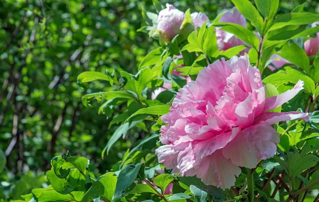 写真 ピンクの花の植物のクローズアップ