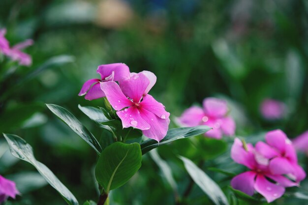 写真 ピンクの花を ⁇ かせる植物のクローズアップ