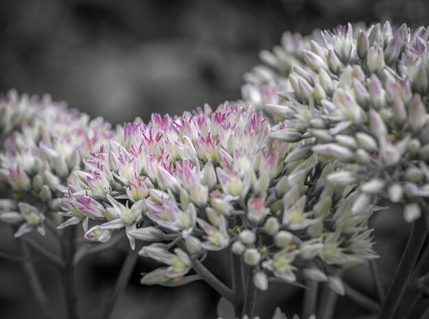 写真 ピンクの花の植物のクローズアップ