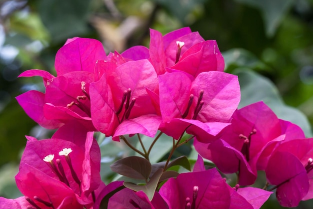 写真 ピンクの花の植物のクローズアップ