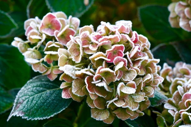 사진 분홍색 꽃 이 피는 식물 의 근접 사진