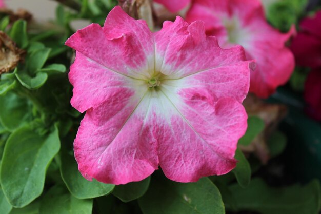 写真 ピンクの花の植物のクローズアップ