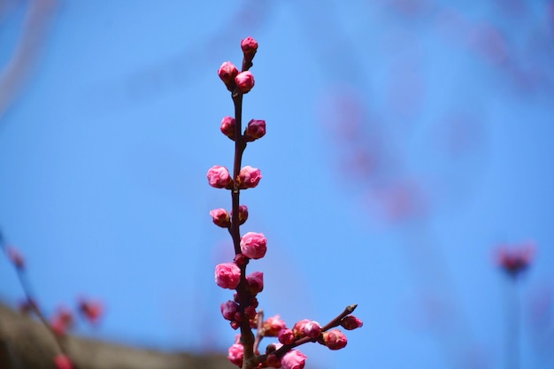 写真 ピンクの花を ⁇ かせる植物のクローズアップ