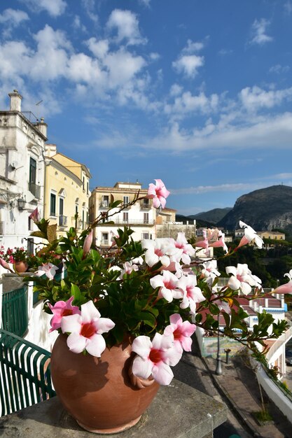 写真 空を背景にピンクの花がく植物のクローズアップ