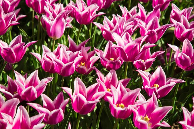 写真 庭のピンクの花の植物のクローズアップ