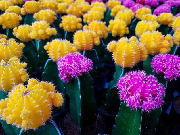 写真 公園のピンクの花の植物のクローズアップ