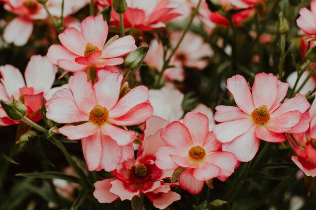 사진 공원 에서 분홍색 꽃 을 피우는 식물 들 의 클로즈업
