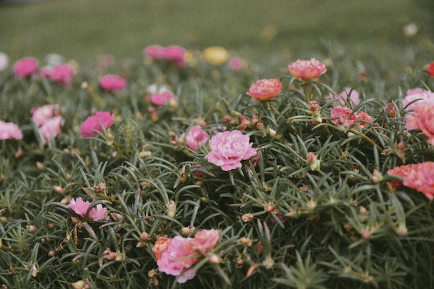 사진 에 있는 분홍색 꽃 이 피는 식물 들 의 클로즈업