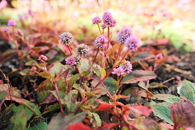 写真 フィールドのピンクの花の植物のクローズアップ