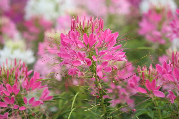 写真 フィールドのピンクの花の植物のクローズアップ