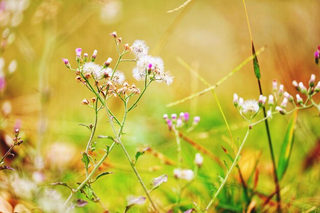 写真 フィールドのピンクの花の植物のクローズアップ