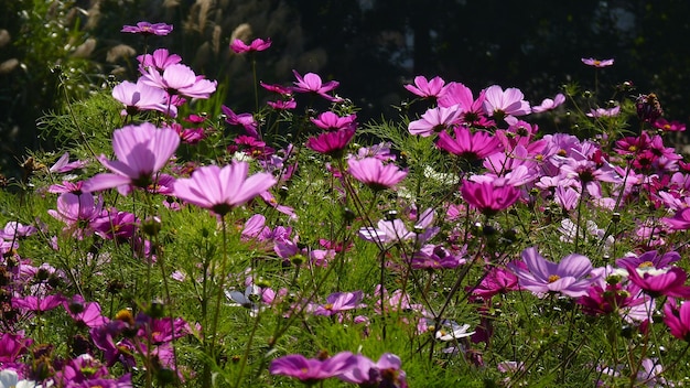 Фото Близкий снимок розовых цветущих растений на поле