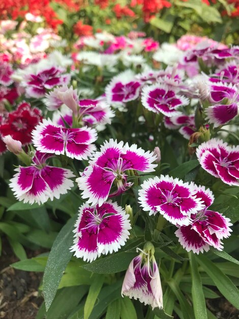 写真 ピンクの花の植物のクローズアップ