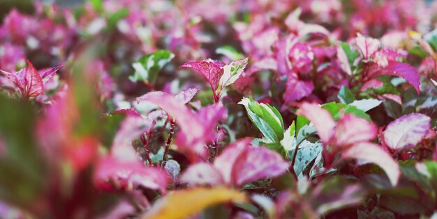 写真 ピンクの花の植物のクローズアップ